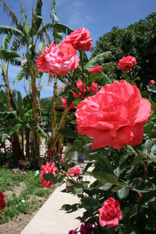 الشقق الفندقية Paradise Garden Gumusluk Evleri المظهر الخارجي الصورة